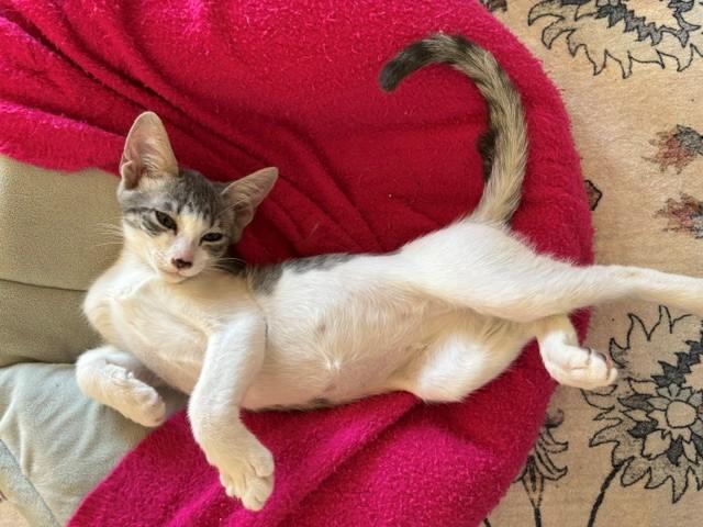 Roxy, ADOPTABLE, Young Female Domestic Short Hair.