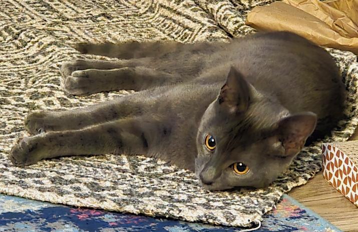 Enlarge Cecil, a ADOPTABLE mixed breed in Hilton Head Island, SC image 3/5