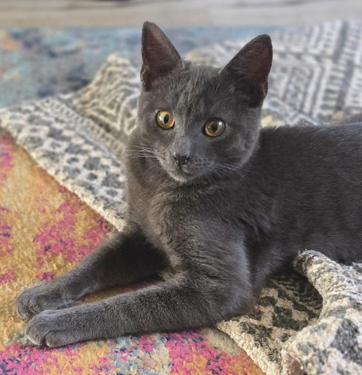 Enlarge Cecil, a ADOPTABLE mixed breed in Hilton Head Island, SC image 4/5