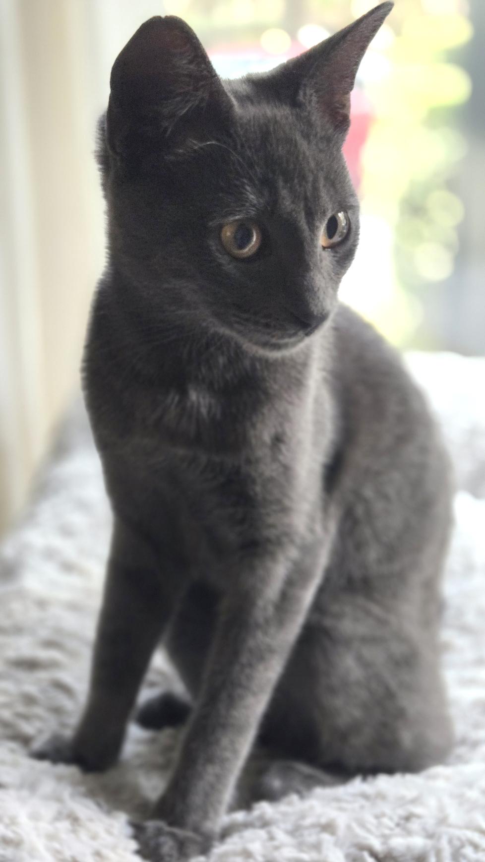 Enlarge Cecil, a ADOPTABLE mixed breed in Hilton Head Island, SC image 2/5