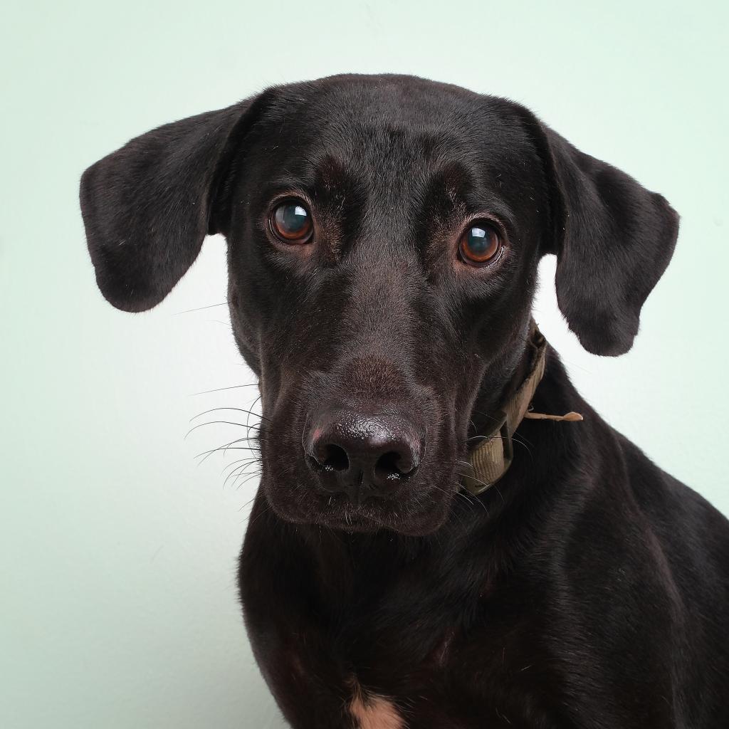 Enlarge Firu, a Adoptable mixed breed in Guaynabo, PR image 1/2