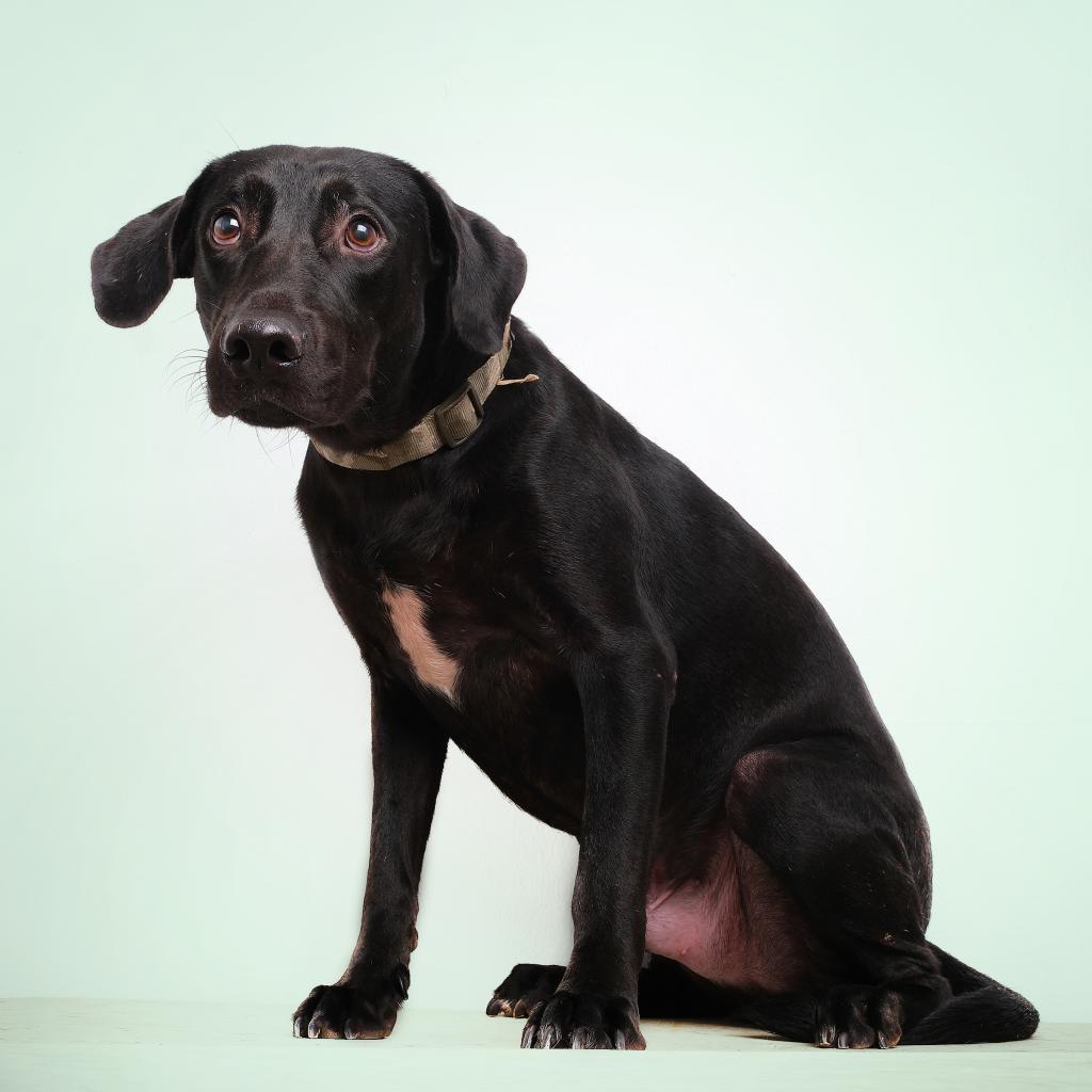 Enlarge Firu, a Adoptable mixed breed in Guaynabo, PR image 2/2