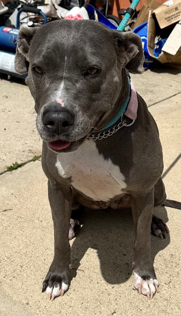 Mariah, Adoptable, Senior Female Pit Bull Terrier.