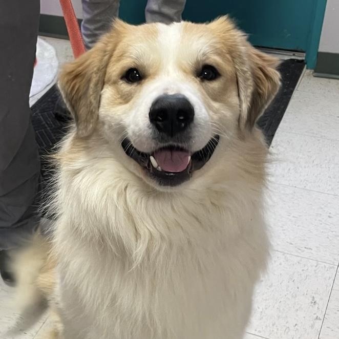 Enlarge Henry, a Adoptable mixed breed in Maysville, KY image 2/2