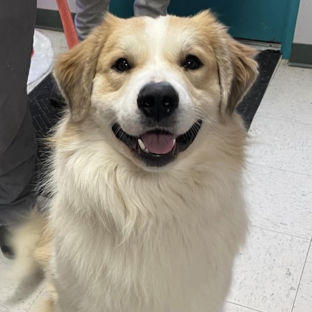 Henry, Adoptable, Young Male Australian Shepherd & Great Pyrenees.