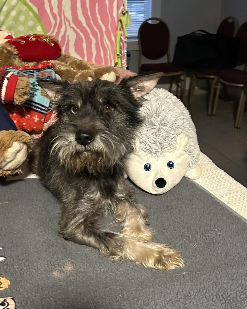 Rizzo, Adoptable, Adult Male Schnauzer & Yorkshire Terrier.