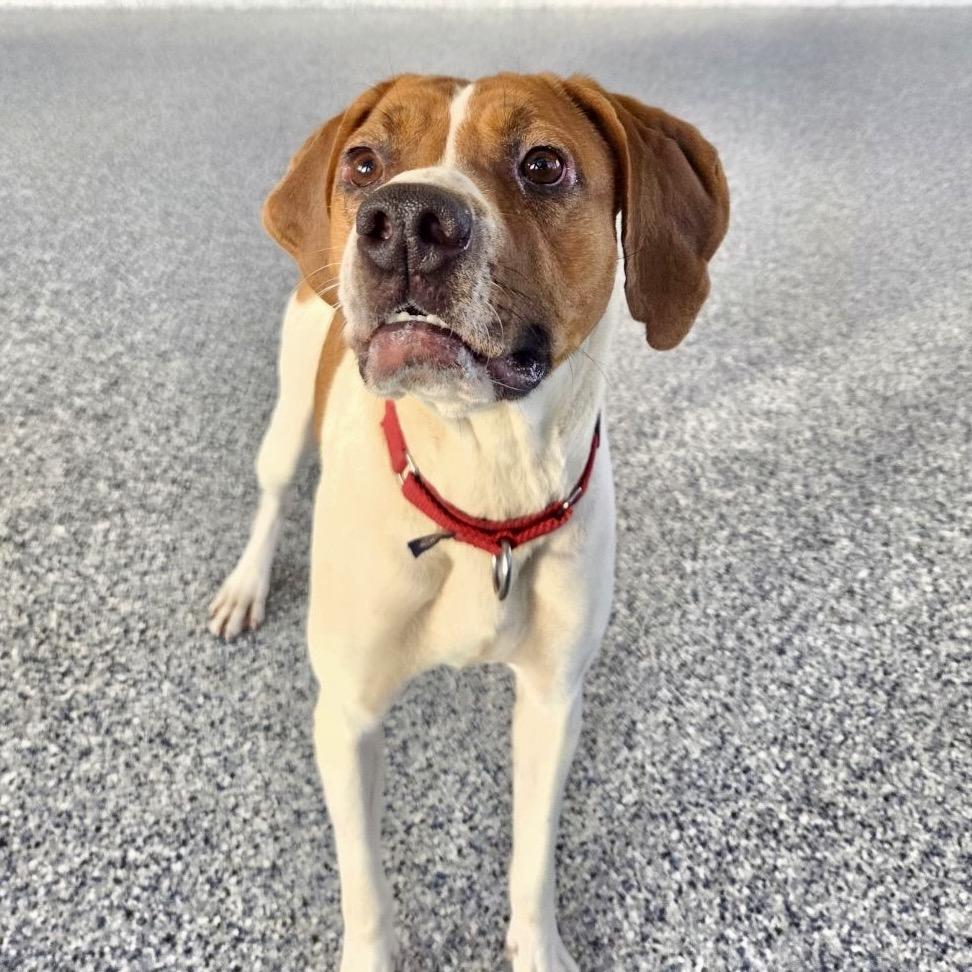 Heidi, Adoptable, Adult Female Treeing Walker Coonhound.