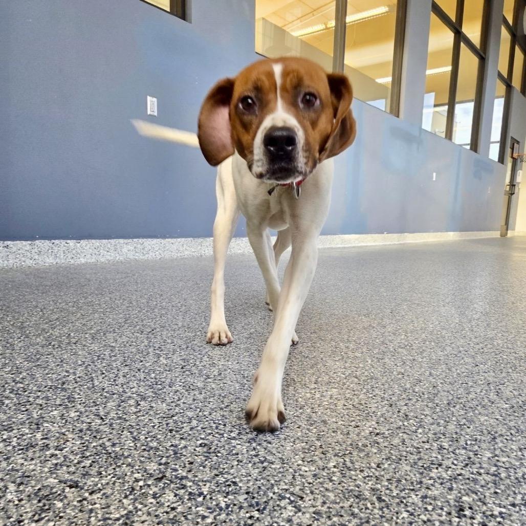 Heidi, a Adoptable Treeing Walker Coonhound image 2/5