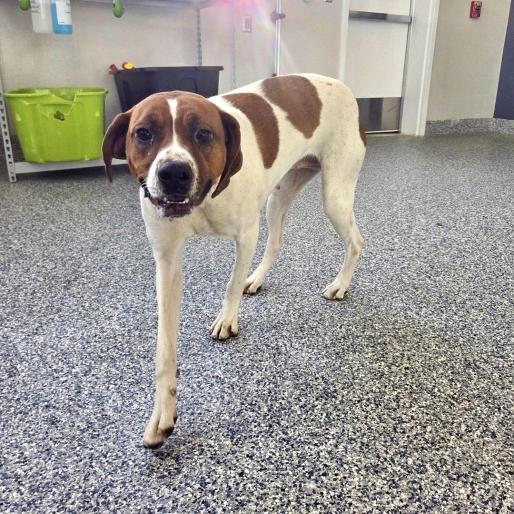 Heidi, a Adoptable Treeing Walker Coonhound image 3/5