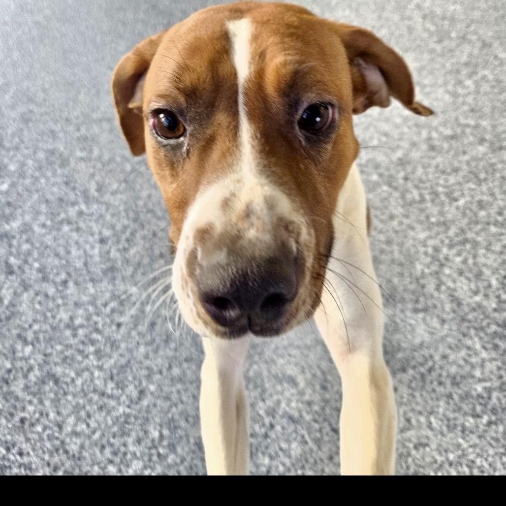Heidi, a Adoptable Treeing Walker Coonhound image 4/5