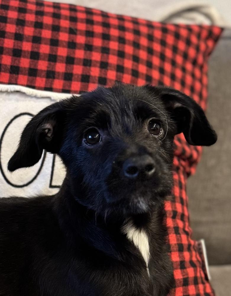 Enlarge Griffin, a Adoptable mixed breed in Escondido, CA image 1/4