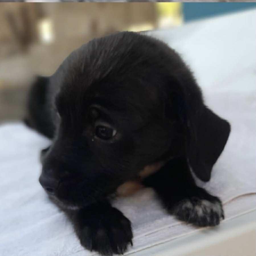 Enlarge Griffin, a Adoptable mixed breed in Escondido, CA image 2/4