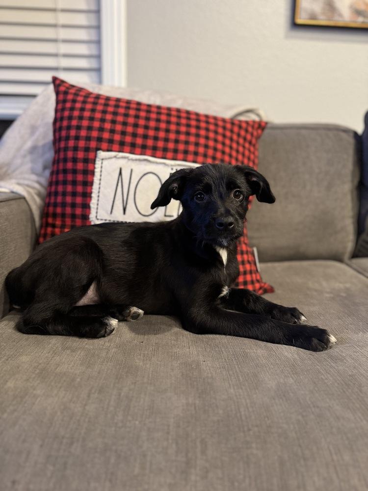 Enlarge Griffin, a Adoptable mixed breed in Escondido, CA image 3/4