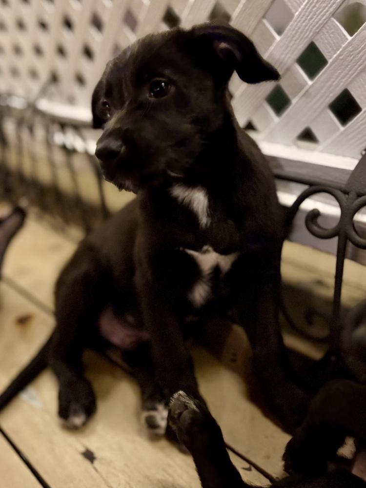 Enlarge Griffin, a Adoptable mixed breed in Escondido, CA image 4/4