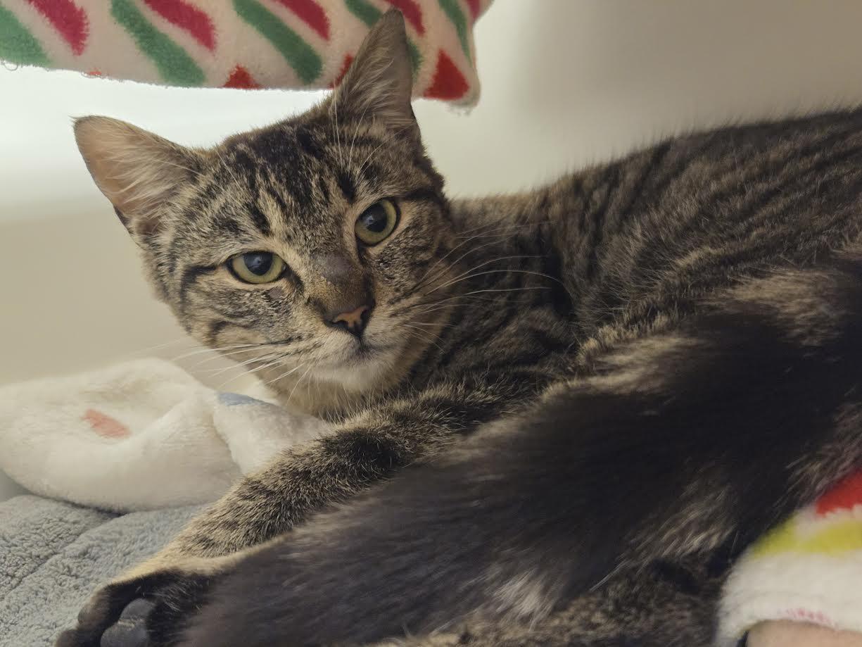 Drew, adopted, Young Female Domestic Short Hair.