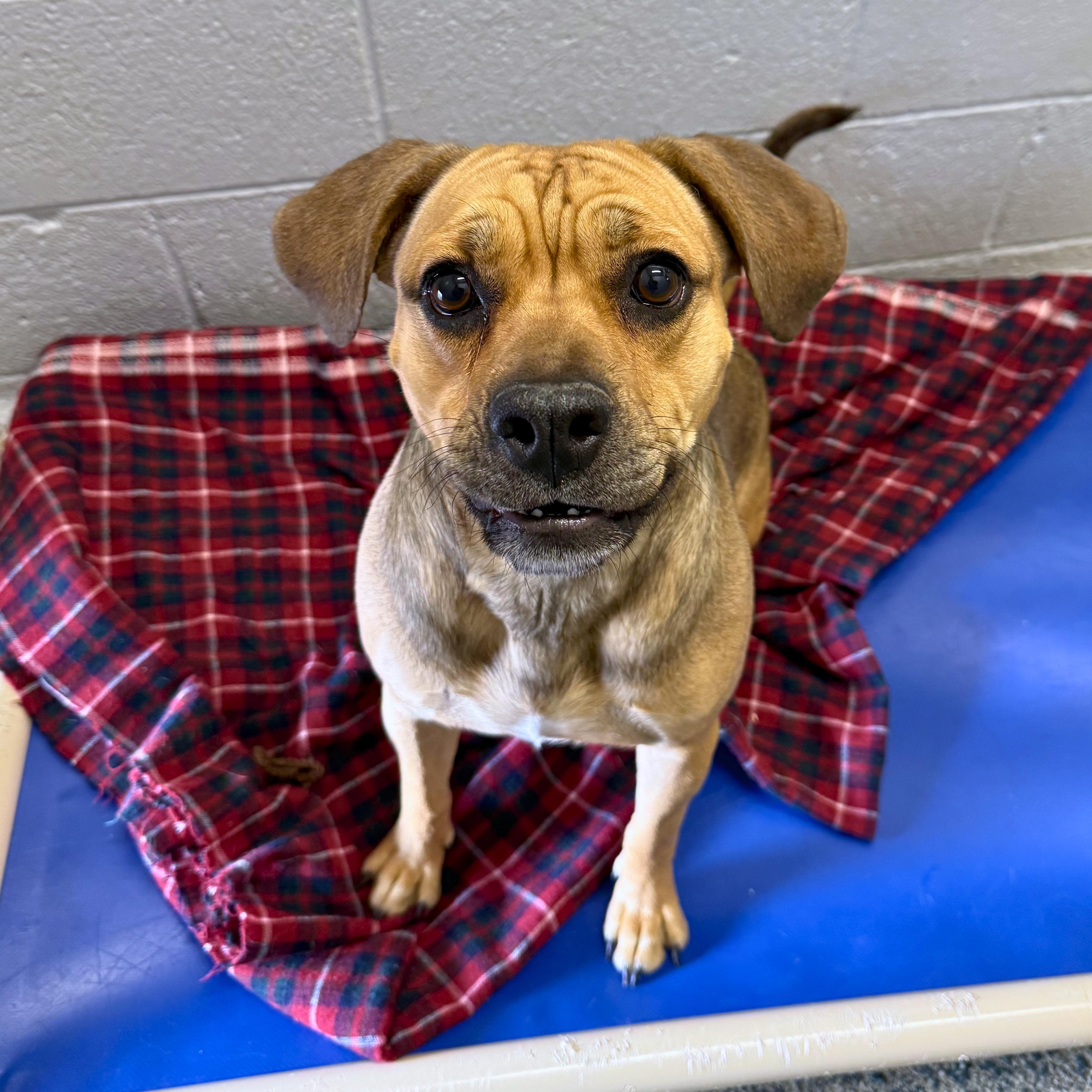 Enlarge Maggie - Delta, a ADOPTABLE mixed breed in Delta, CO image 4/4