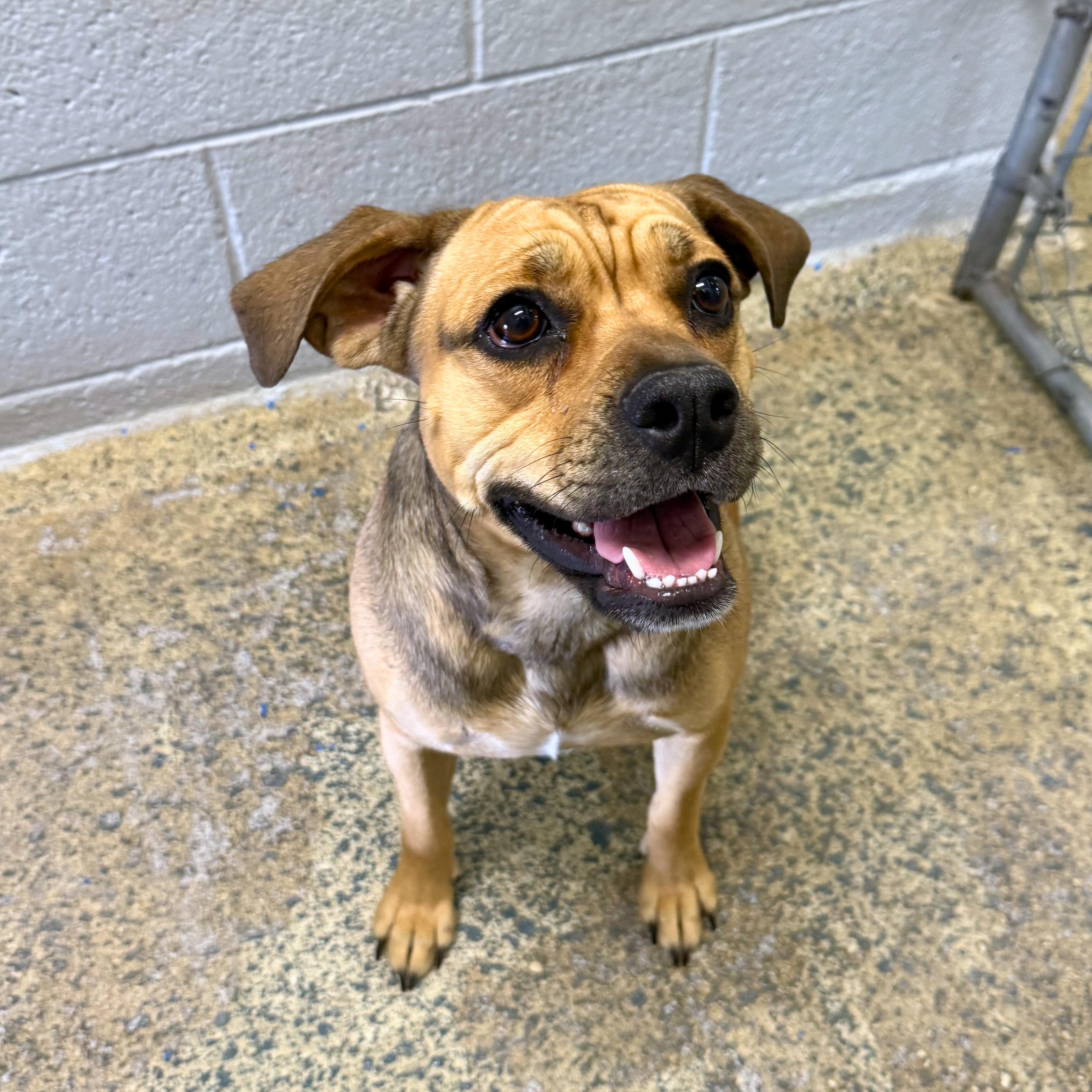 Enlarge Maggie - Delta, a ADOPTABLE mixed breed in Delta, CO image 3/4