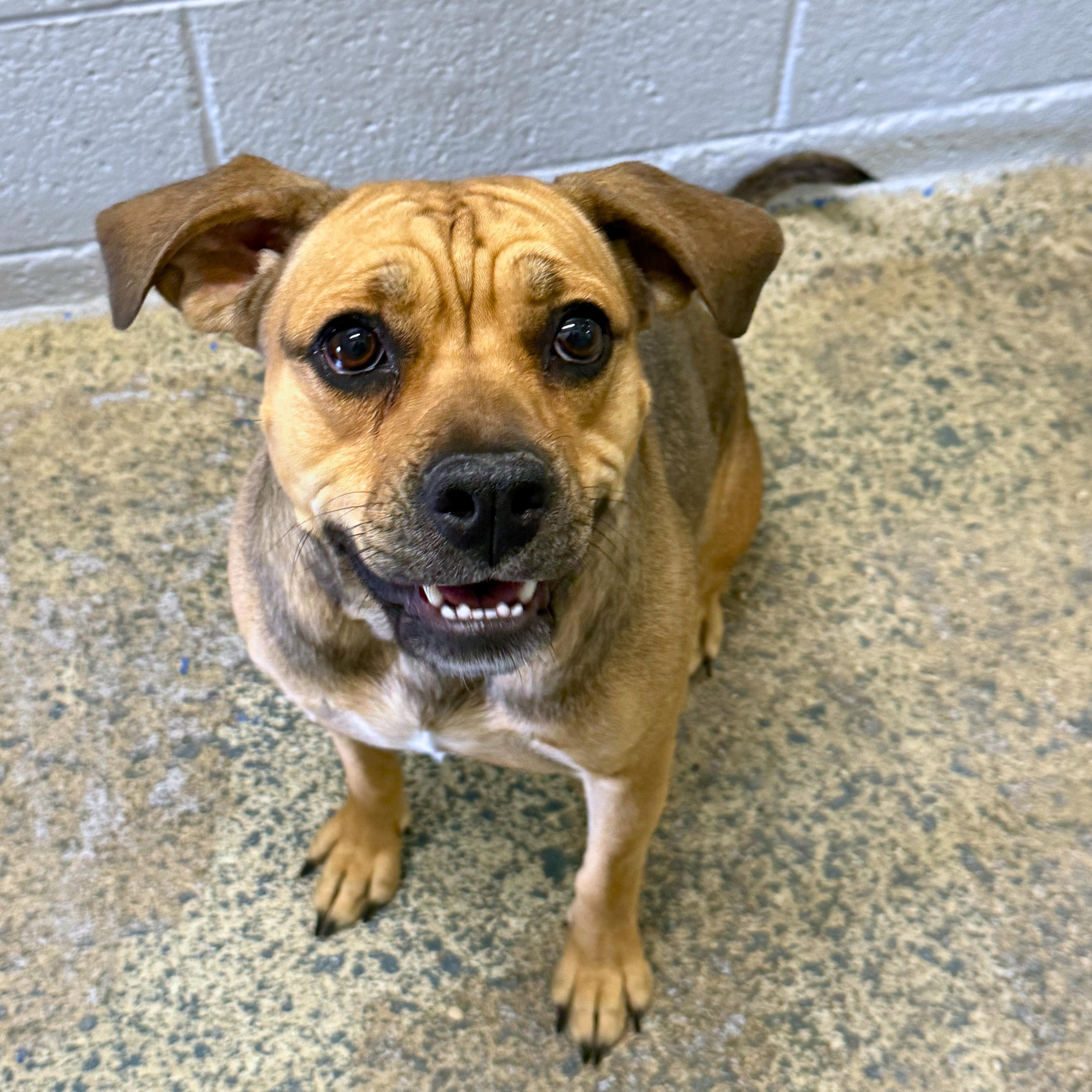 Enlarge Maggie - Delta, a ADOPTABLE mixed breed in Delta, CO image 2/4