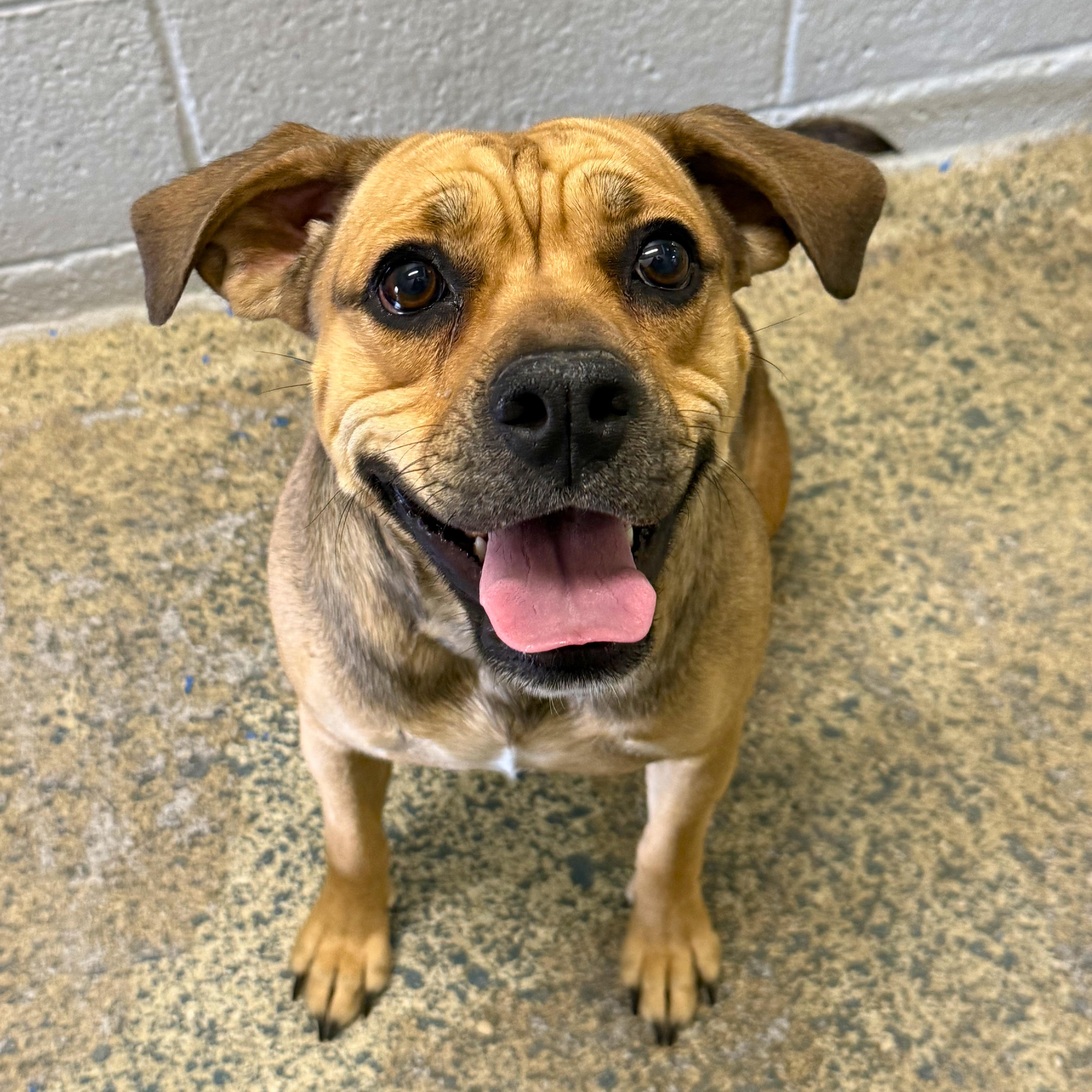 Maggie - Delta, ADOPTABLE, Adult Female Puggle.