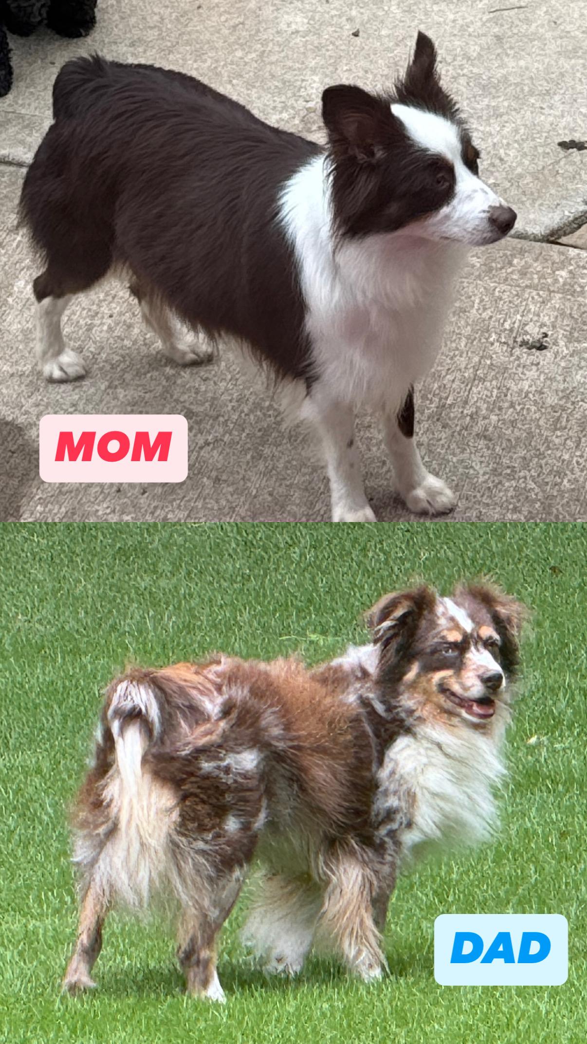 Enlarge Mabel, a ADOPTABLE Australian Shepherd in Atlanta, GA image 5/5