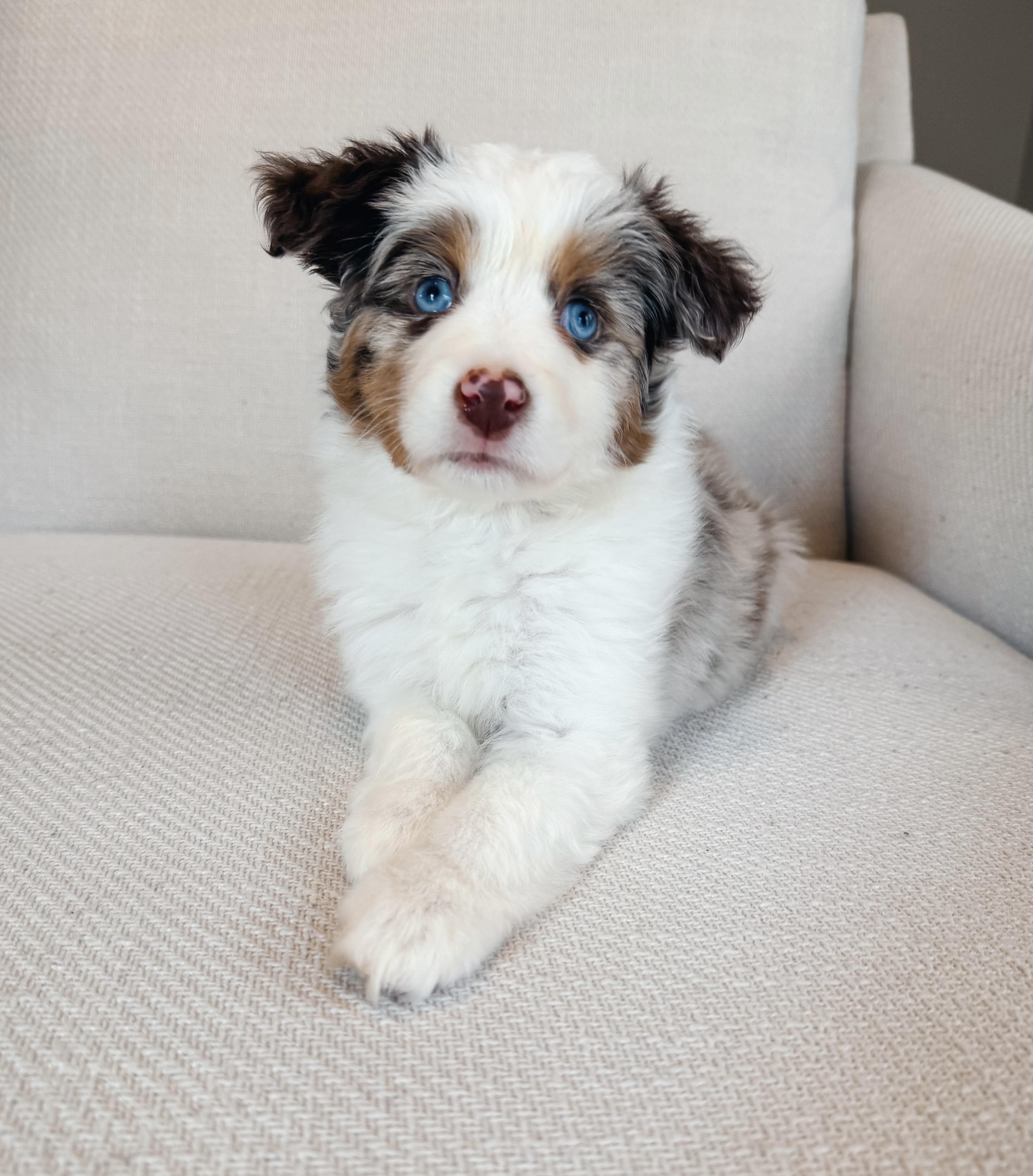Enlarge Mabel, a ADOPTABLE Australian Shepherd in Atlanta, GA image 1/5