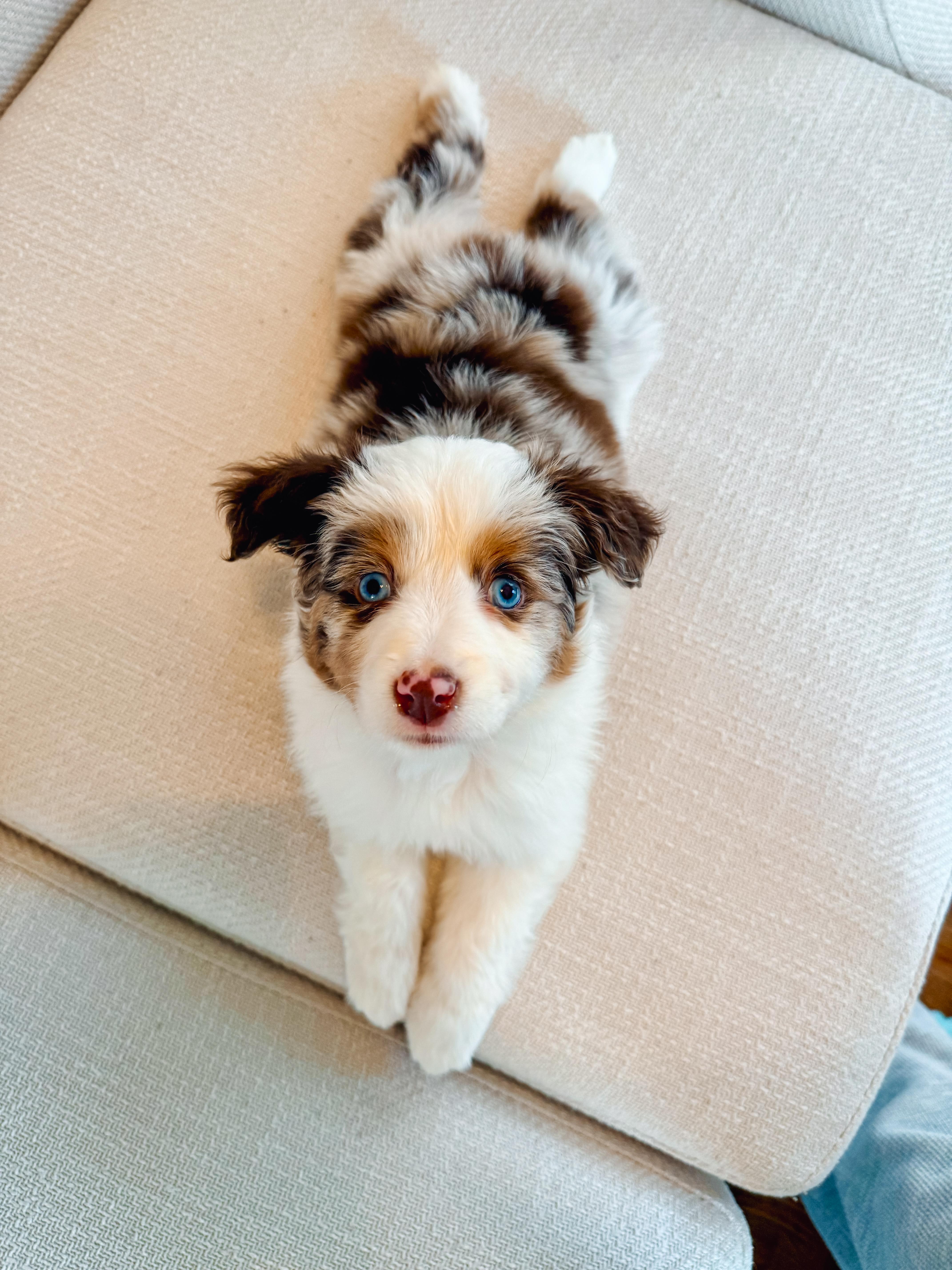 Enlarge Mabel, a ADOPTABLE Australian Shepherd in Atlanta, GA image 3/5