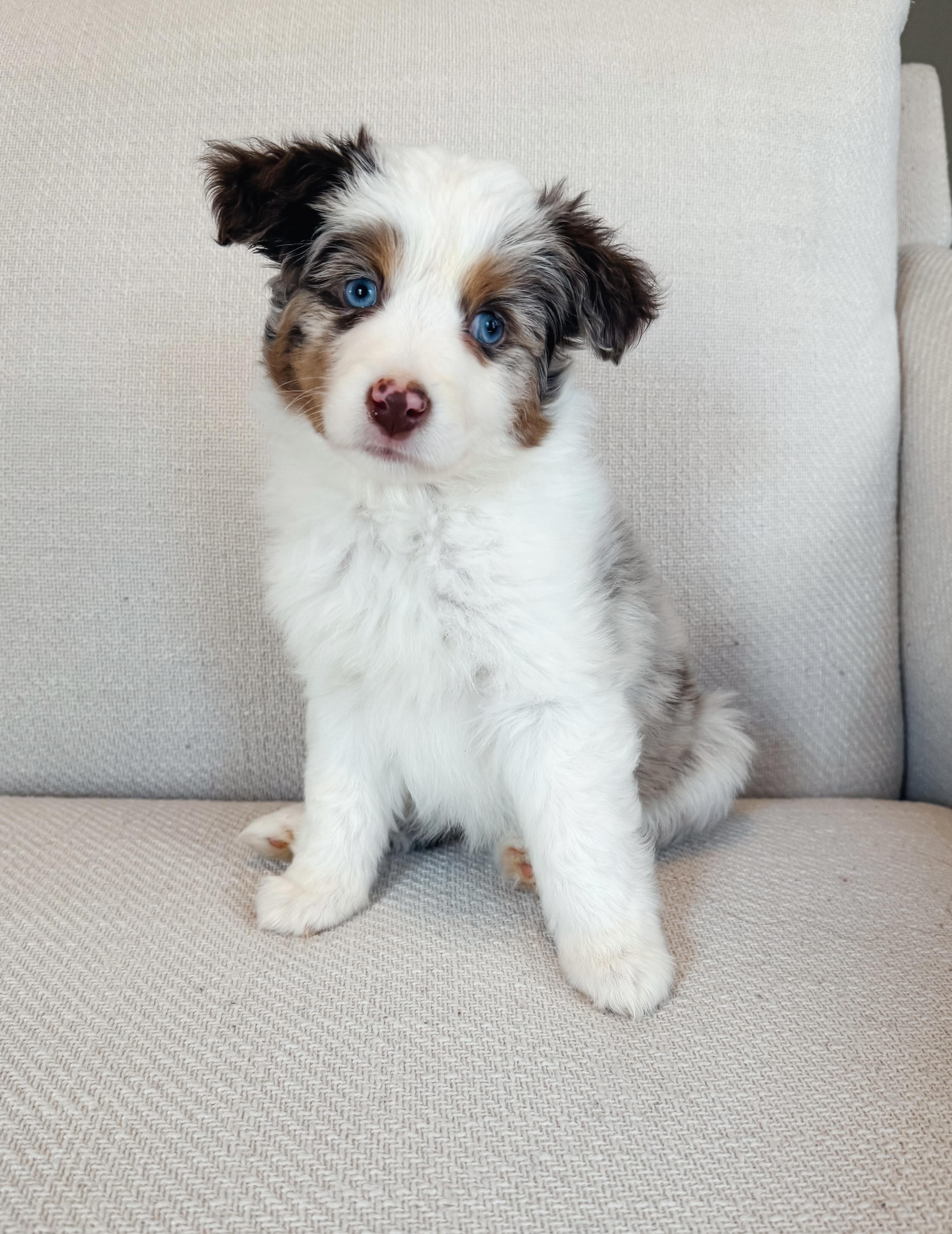Enlarge Mabel, a ADOPTABLE Australian Shepherd in Atlanta, GA image 2/5