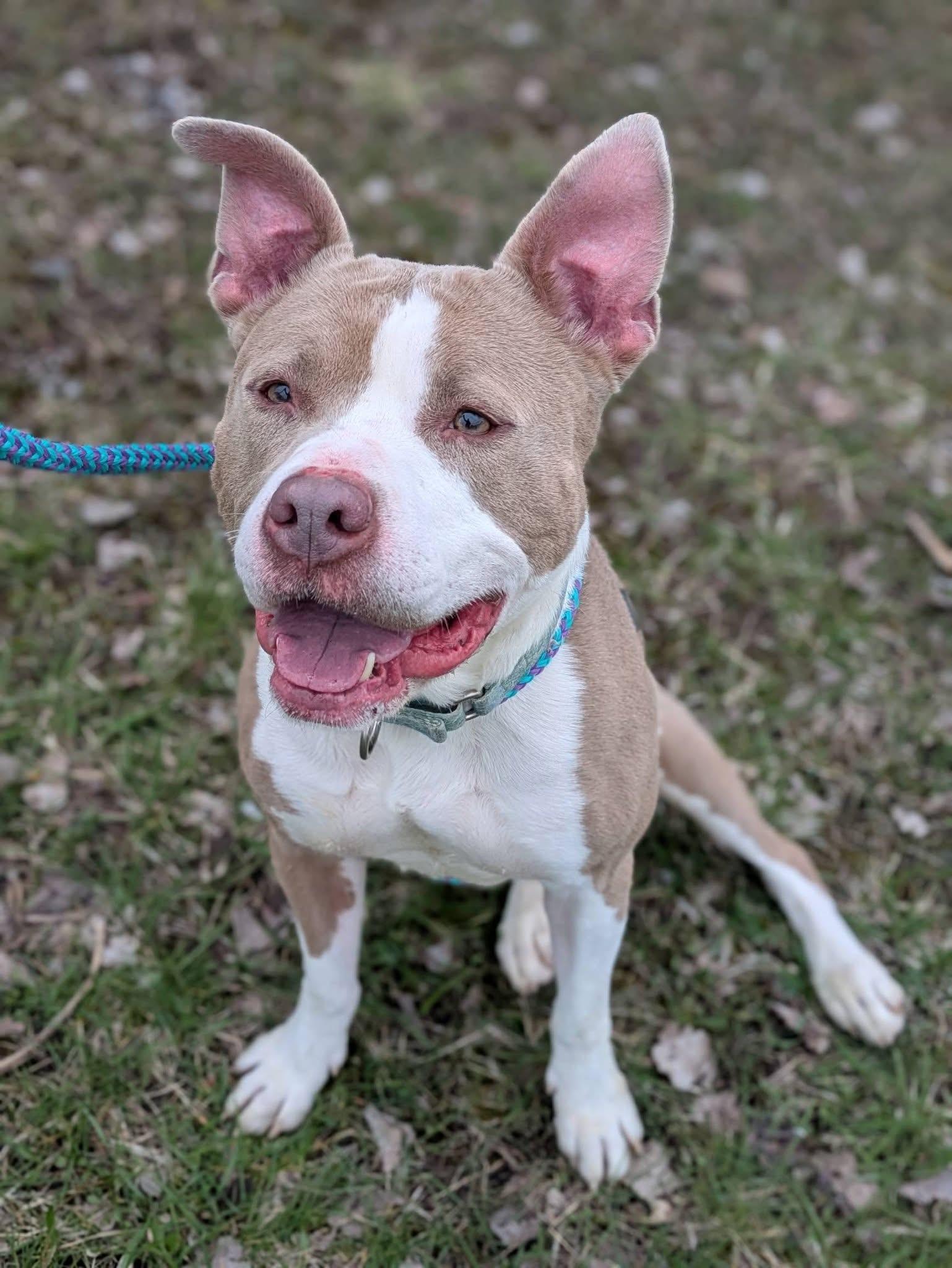 Amelia, adoptable, Adult Female Terrier.