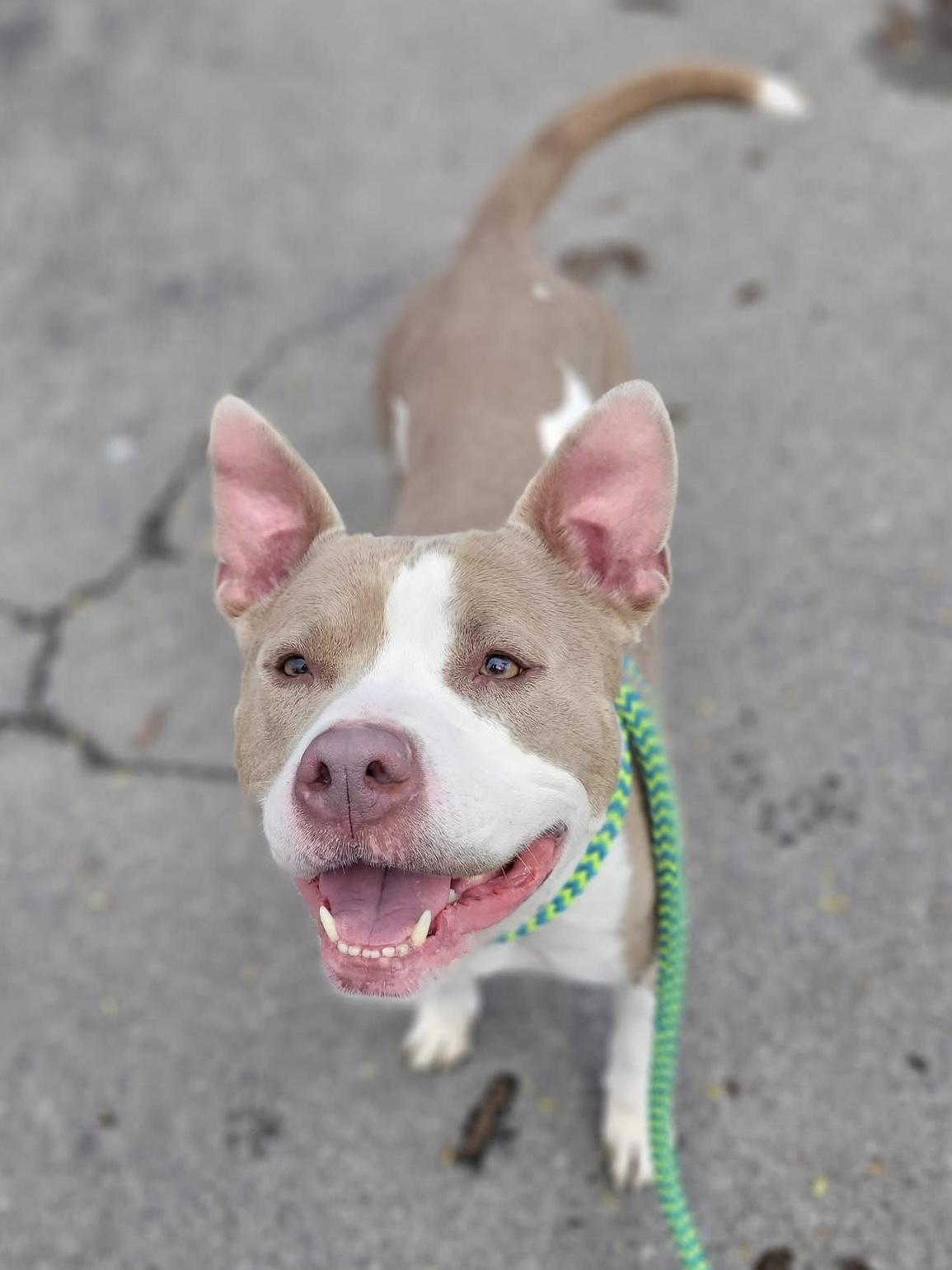 Enlarge Amelia, an adoptable mixed breed in Syracuse, NY image 2/2