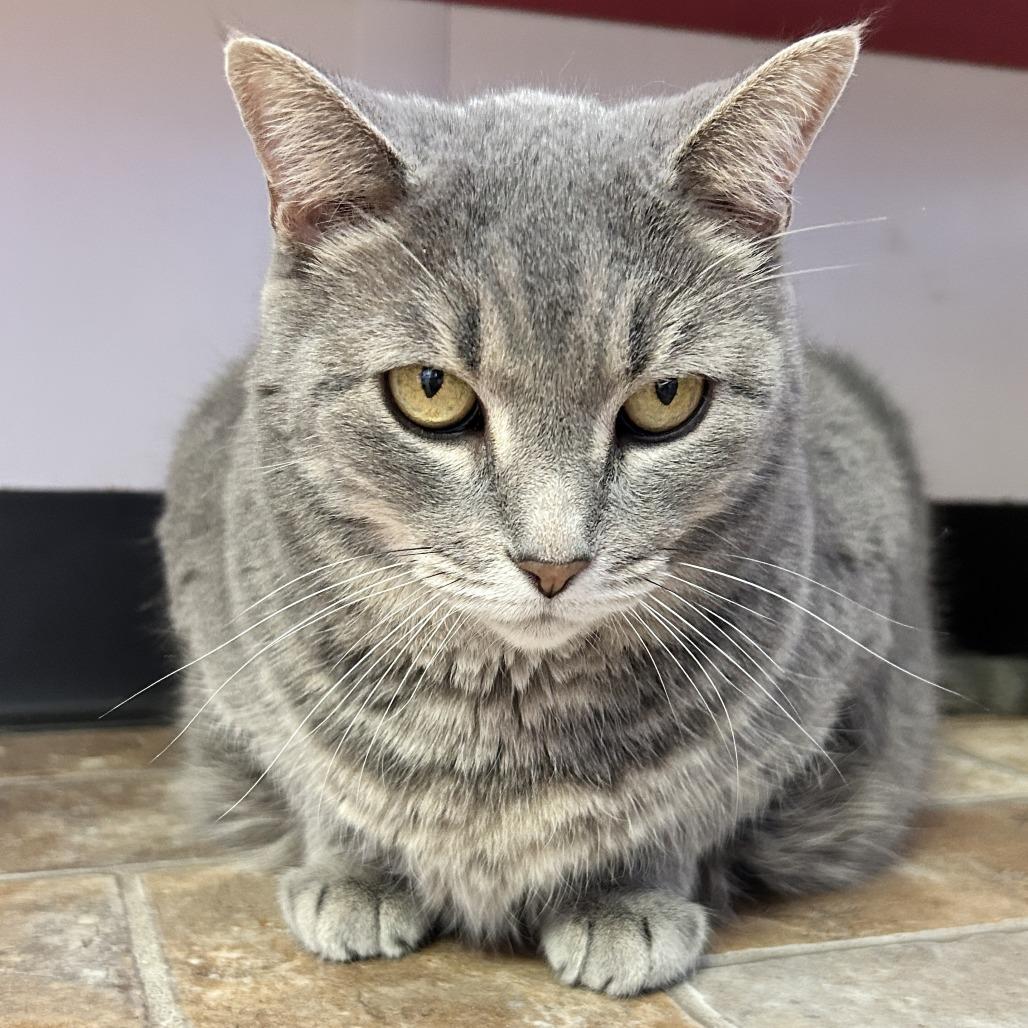 Enlarge Arceus, a Adoptable Domestic Short Hair in Springfield, IL image 1/4