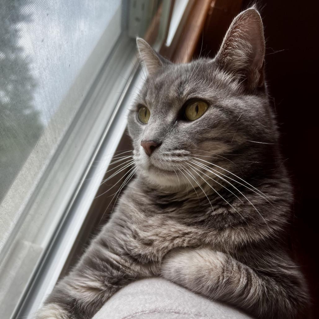 Arceus, a Adoptable Domestic Short Hair in Springfield, IL image 2/6