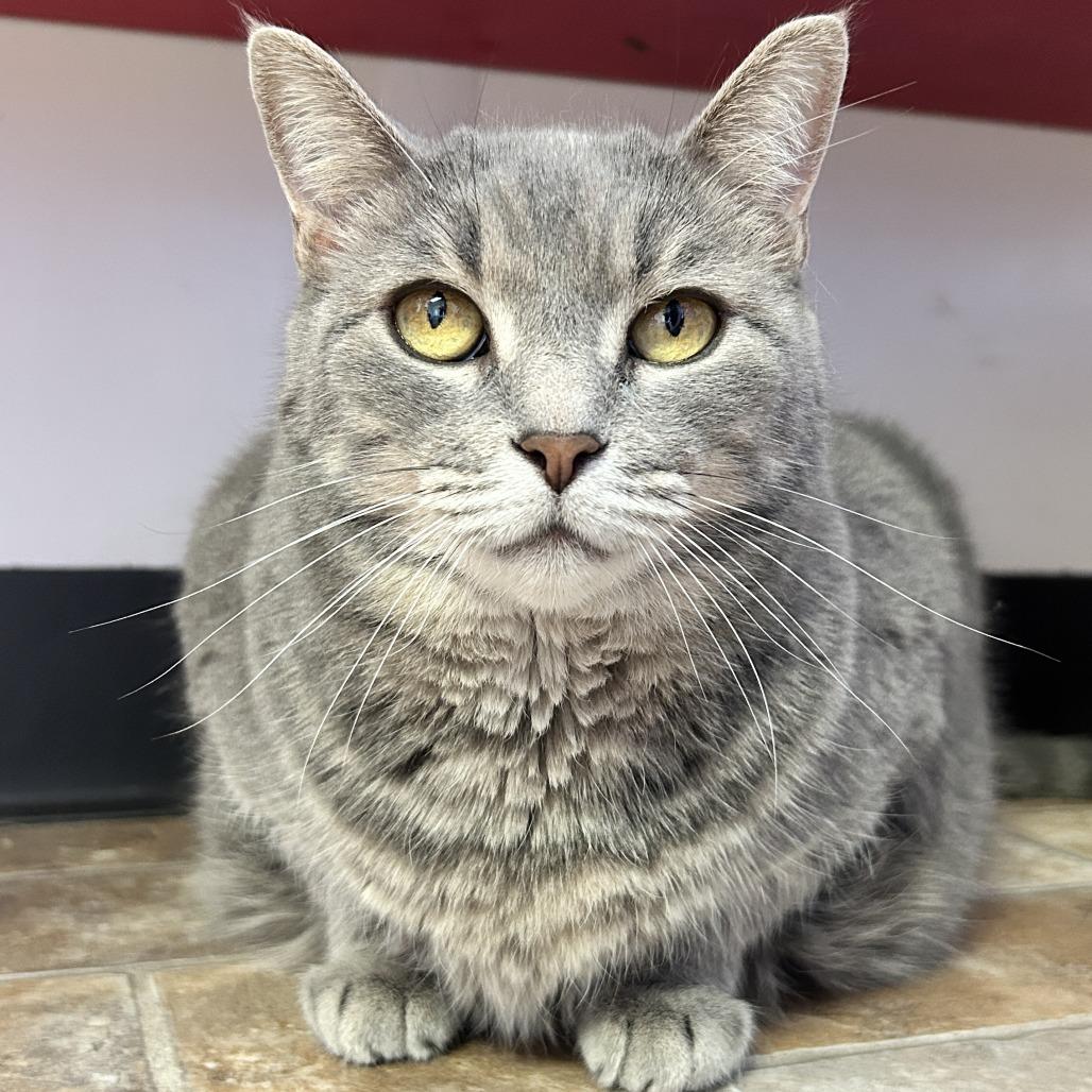 Arceus — thumbnail 2