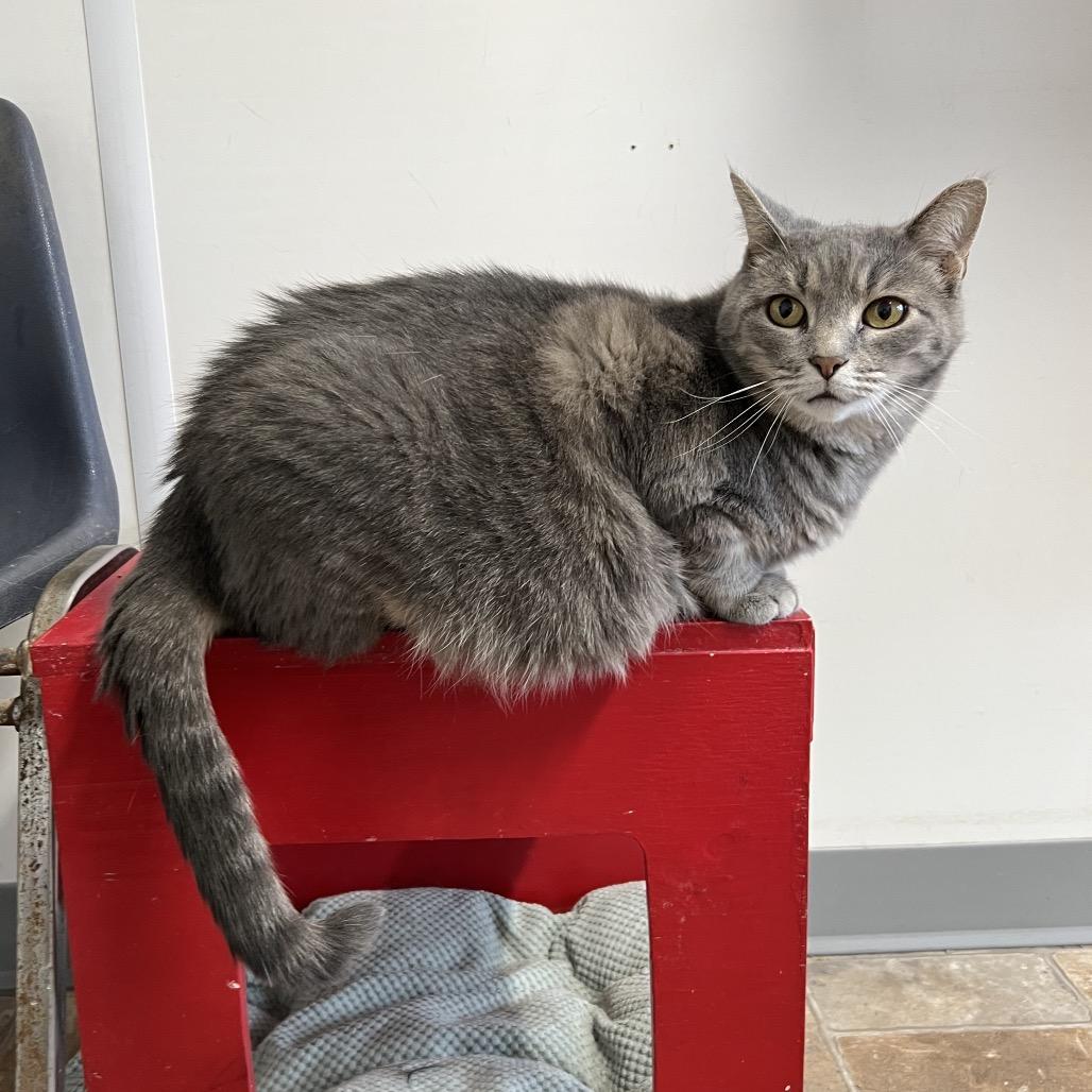 Arceus — thumbnail 3