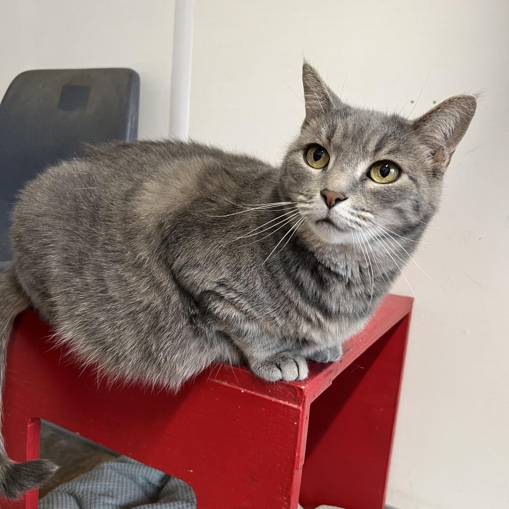 Enlarge Arceus, a Adoptable Domestic Short Hair in Springfield, IL image 4/4