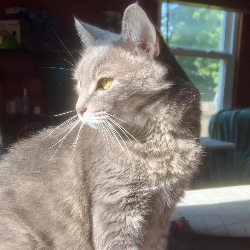 Arceus, a Adoptable Domestic Short Hair in Springfield, IL image 6/6