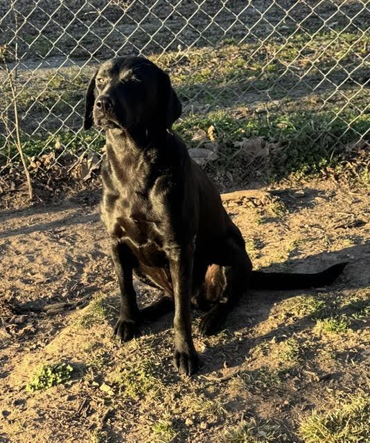 Enlarge Clementine *LOCAL*, a Adoptable Black Labrador Retriever in Wakefield, RI image 1/3