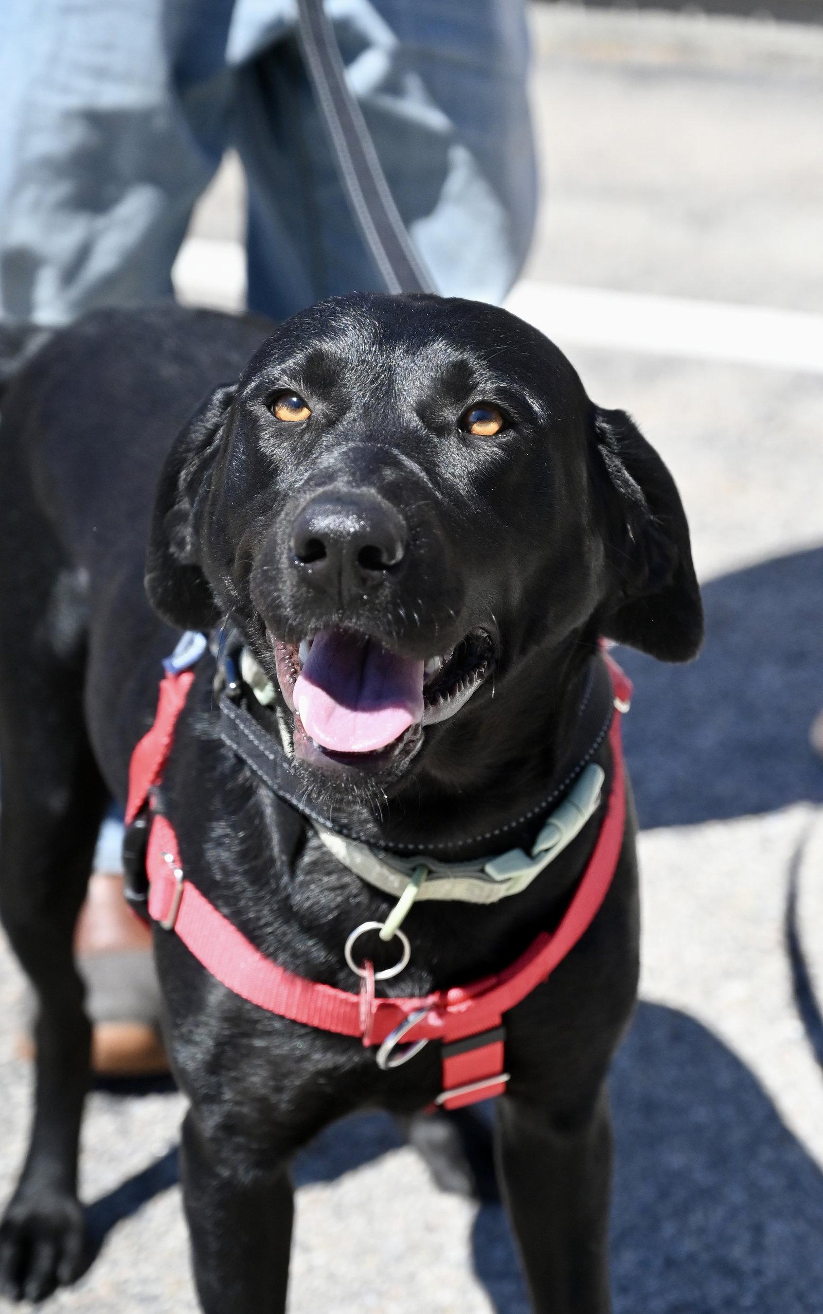 Enlarge Clementine *LOCAL*, a Adoptable Black Labrador Retriever in Wakefield, RI image 1/3