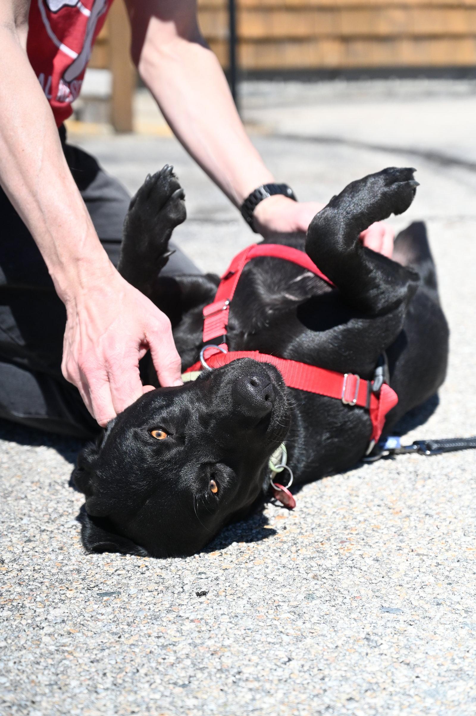 Enlarge Clementine *LOCAL*, a Adoptable Black Labrador Retriever in Wakefield, RI image 2/3