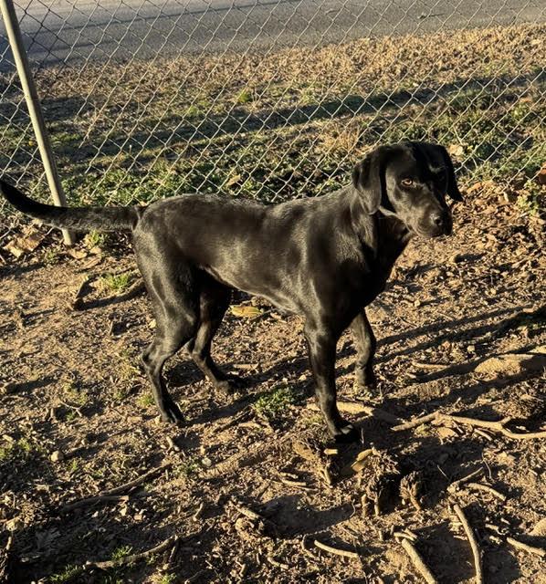 Enlarge Clementine *LOCAL*, a Adoptable Black Labrador Retriever in Wakefield, RI image 2/3