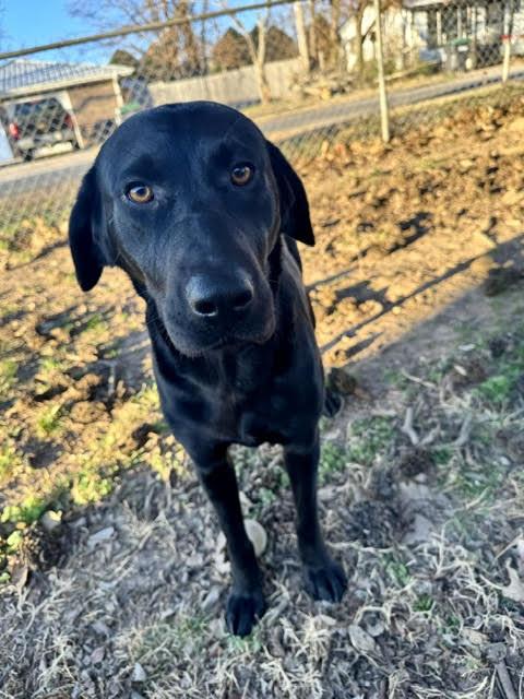 Enlarge Clementine *LOCAL*, a Adoptable Black Labrador Retriever in Wakefield, RI image 3/3