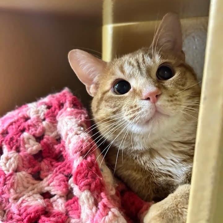 Carter, ADOPTABLE, Adult Male Domestic Short Hair.