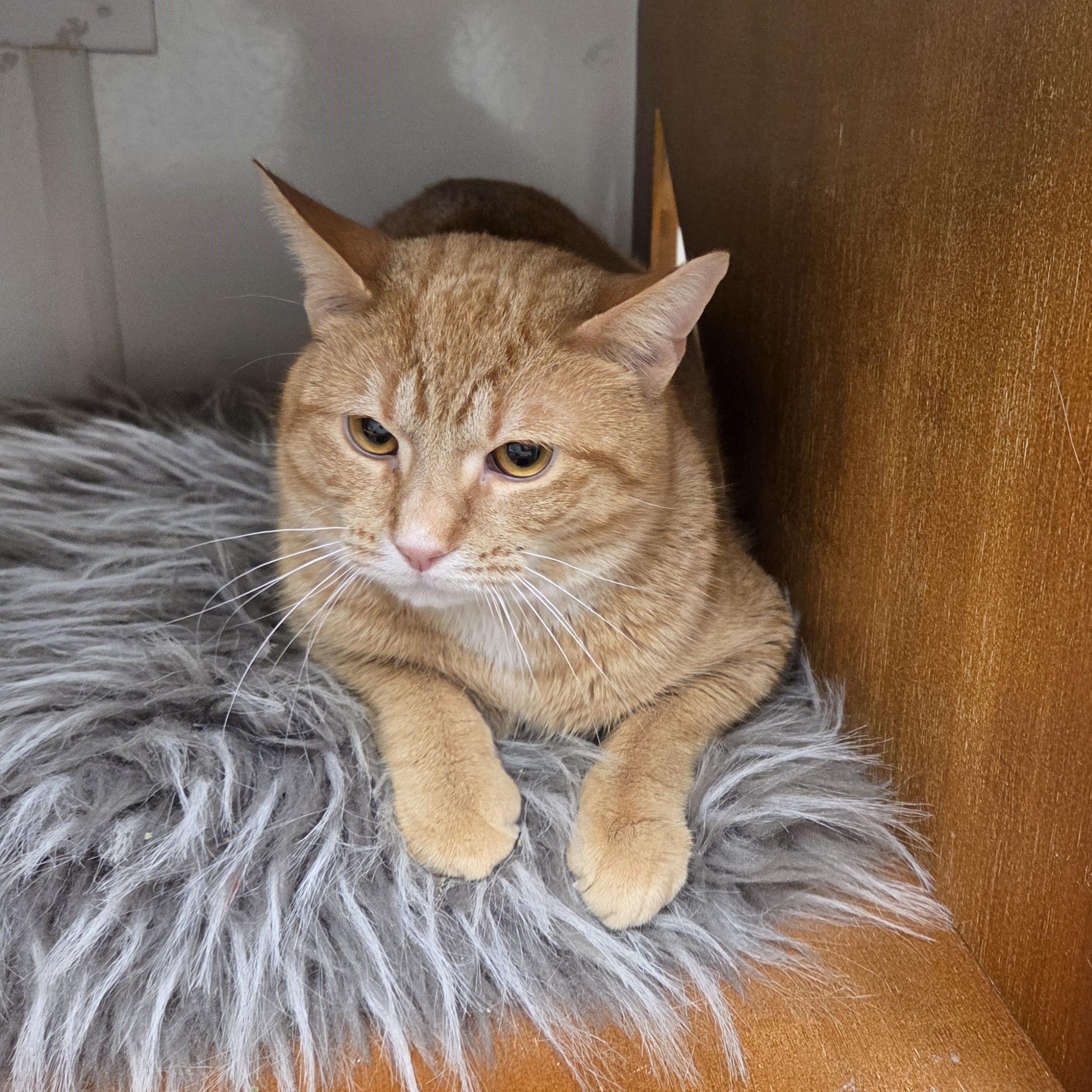 Enlarge Carter, a ADOPTABLE mixed breed in Carsonville, MI image 4/5