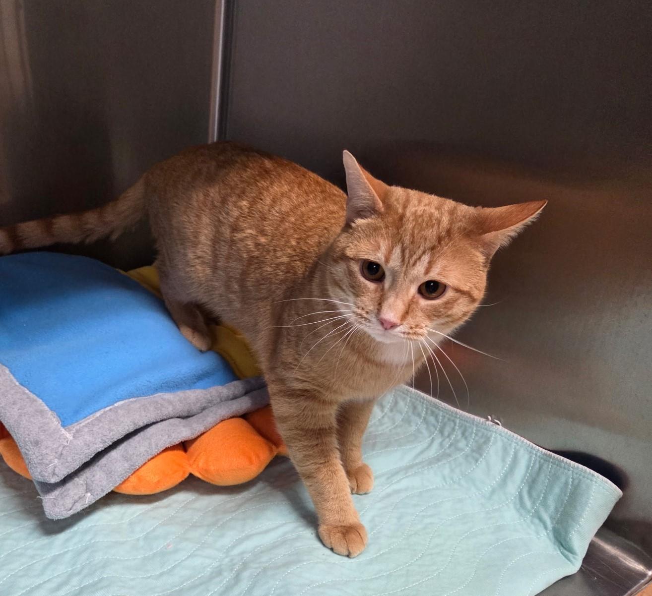 Enlarge Carter, a ADOPTABLE mixed breed in Carsonville, MI image 3/5