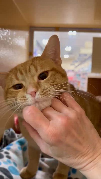 Enlarge Carter, a ADOPTABLE mixed breed in Carsonville, MI video 5/5