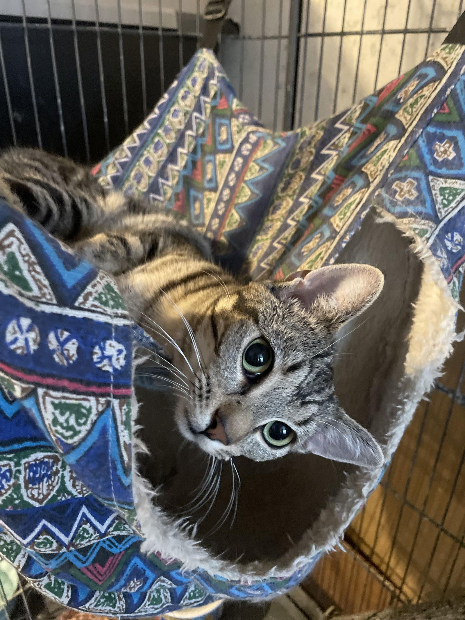 Enlarge Frito, a Adoptable Domestic Short Hair in Spring City, PA image 1/3