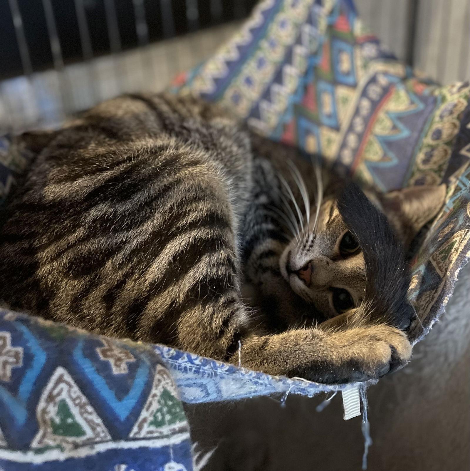 Enlarge Frito, a Adoptable Domestic Short Hair in Spring City, PA image 2/3