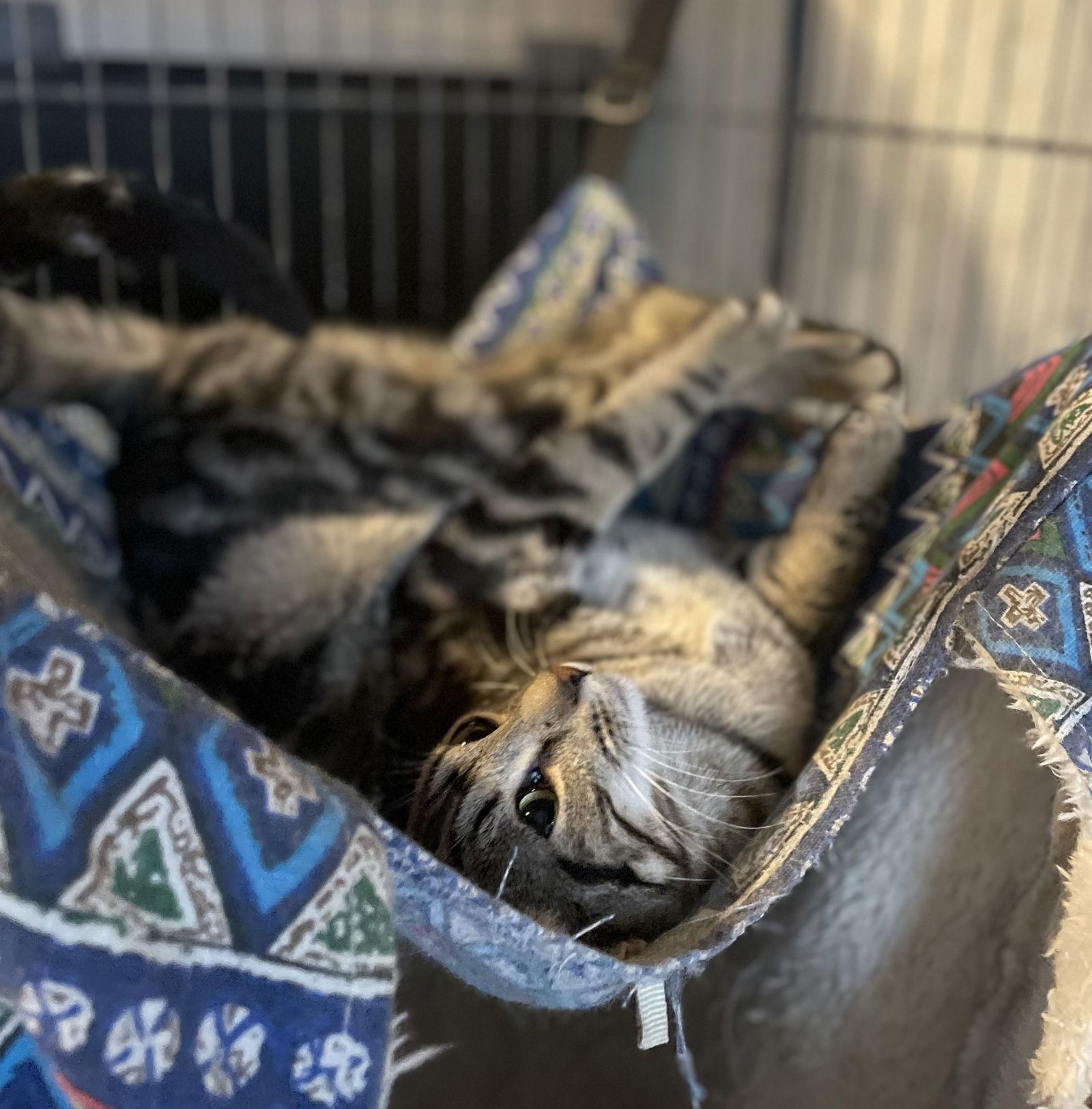 Enlarge Frito, a Adoptable Domestic Short Hair in Spring City, PA image 3/3