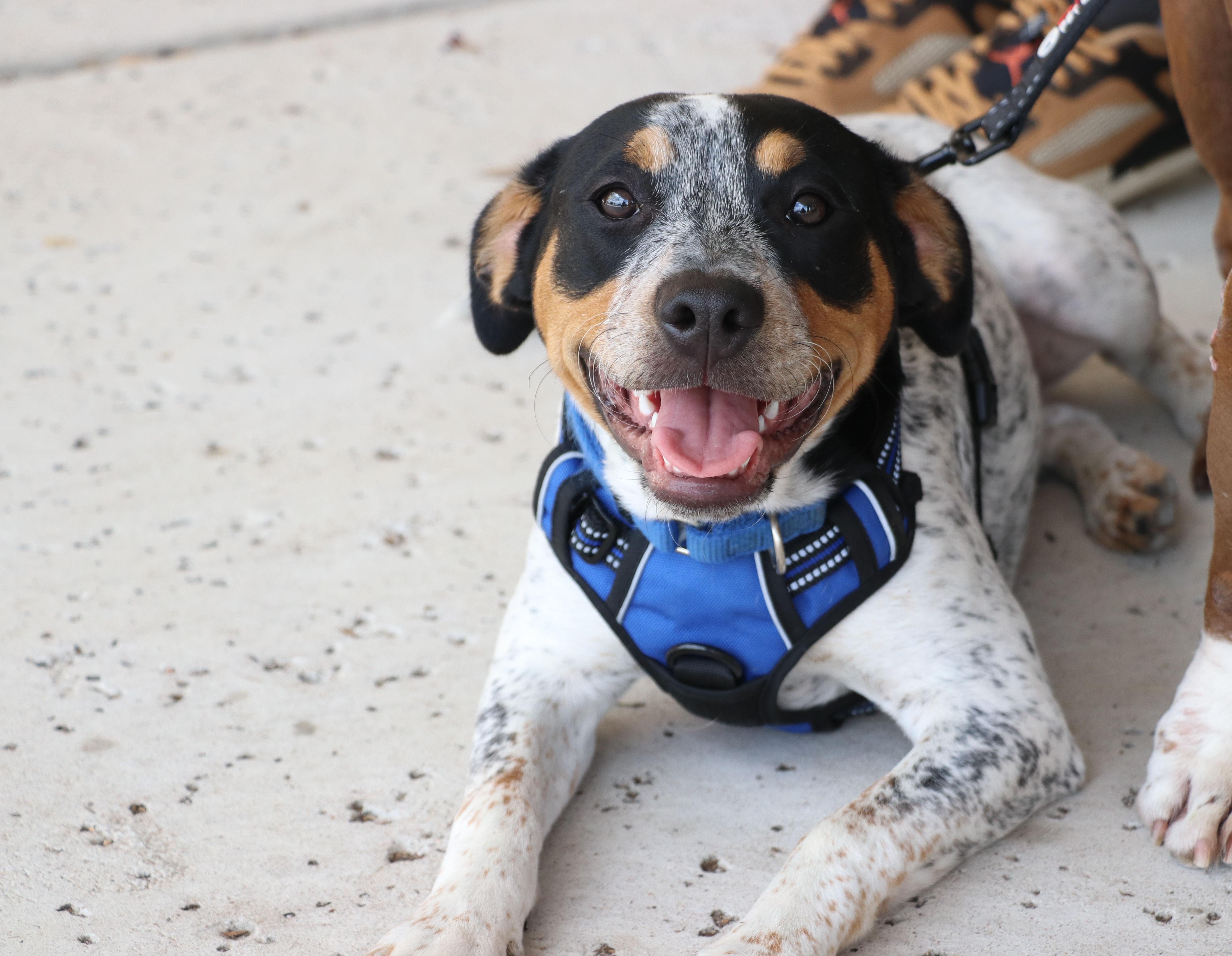 Baxter photo 3