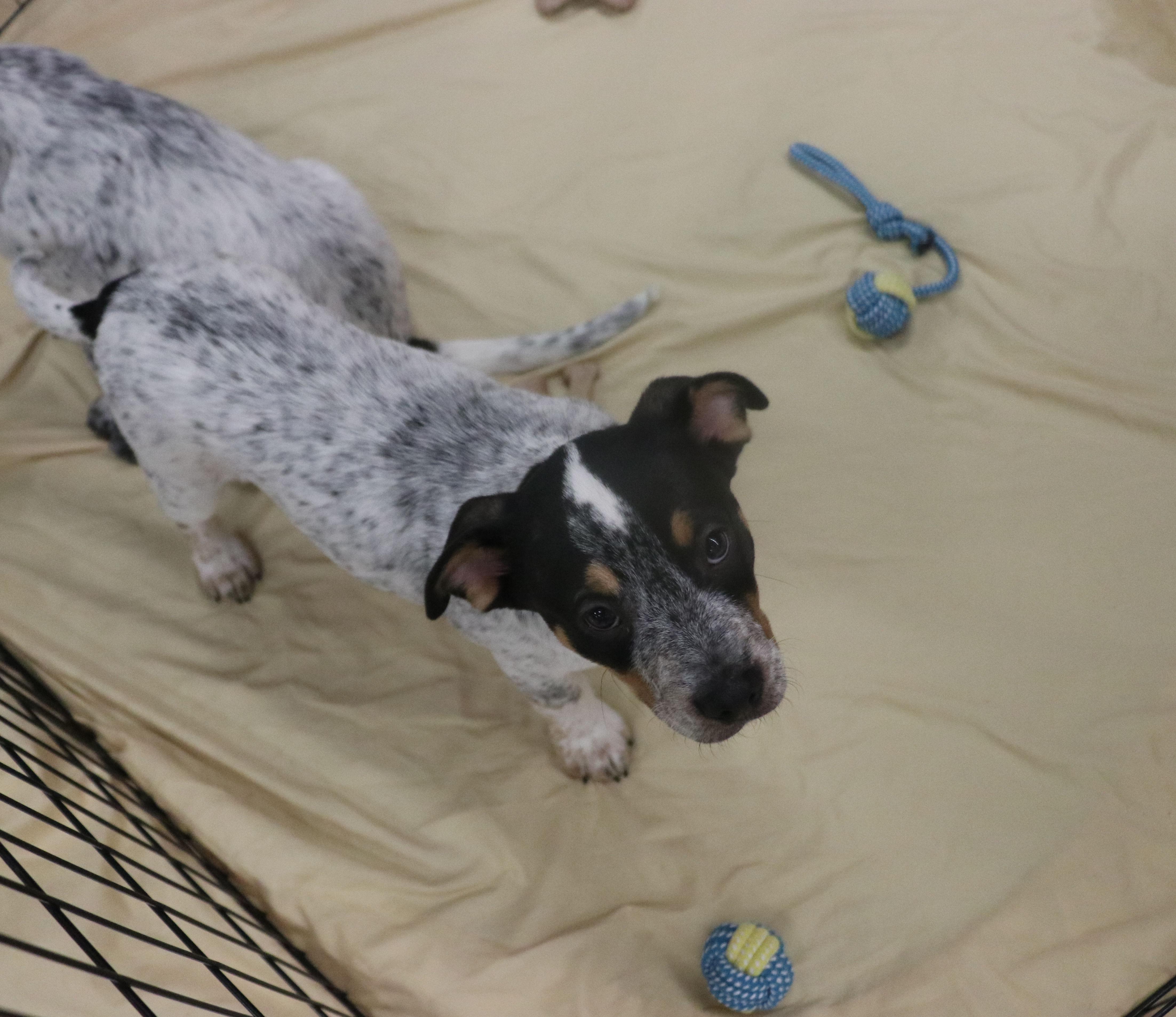 Baxter photo 6