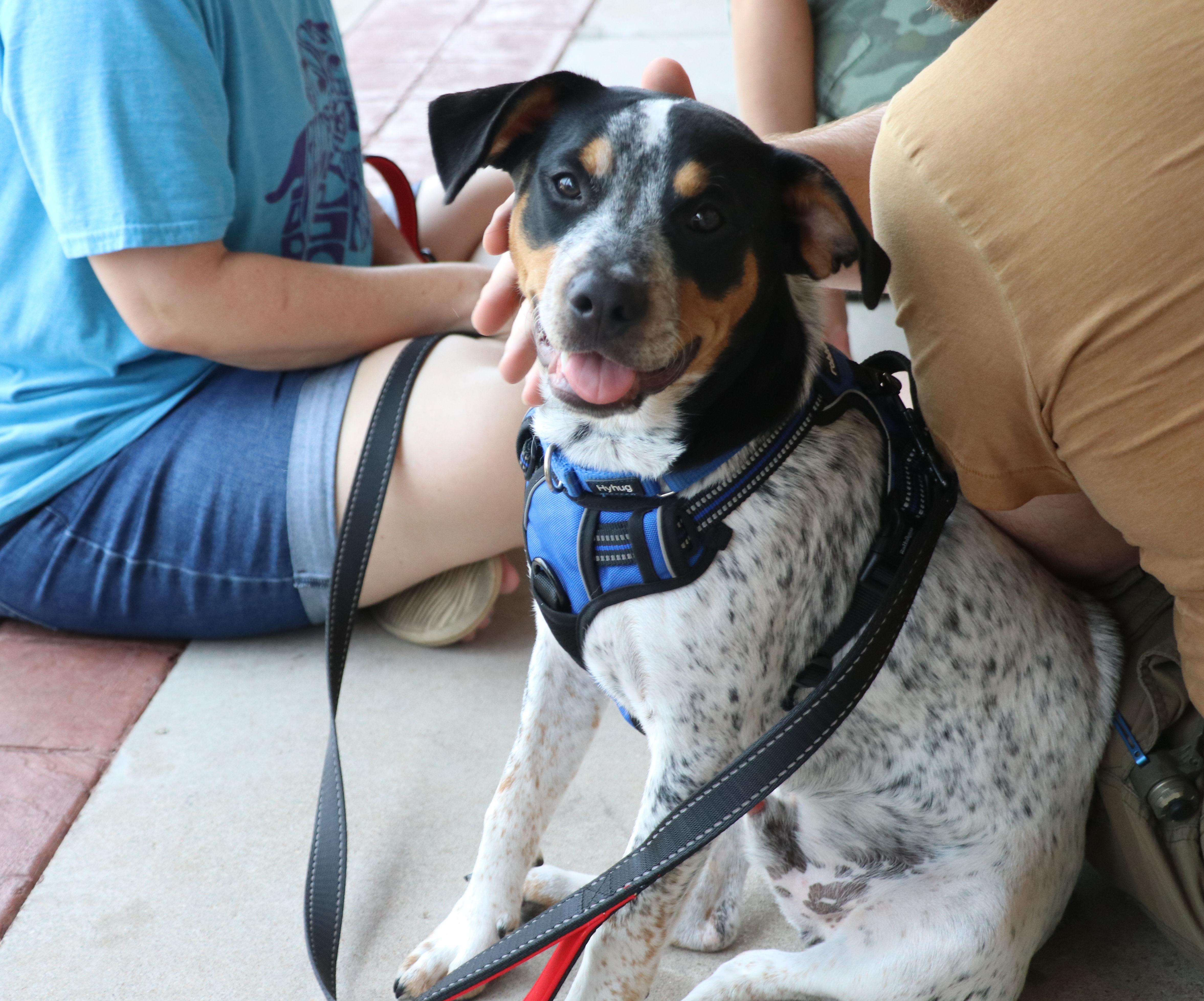 Baxter, Baby Male Australian Cattle Dog / Blue Heeler